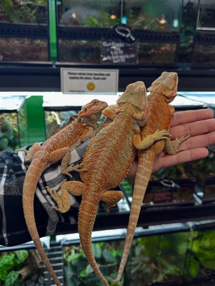 Discoveries And Insights At A.E. Herps And Exotics